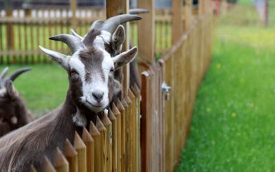 Karrieremöglichkeit Tierschutz