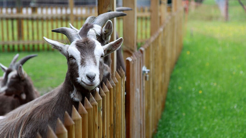 Tierschutz