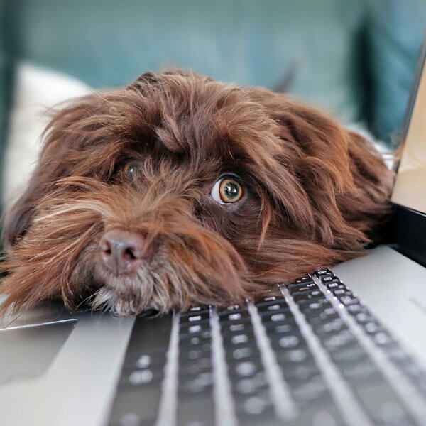 Hund Europäische Weiterbildung