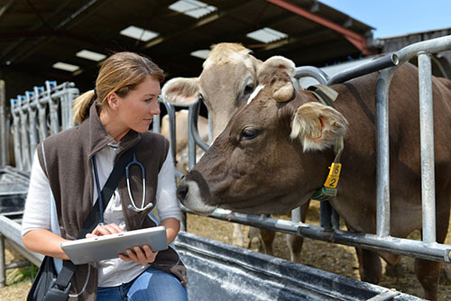 My Jopportunity - Veterinary Medicine & Animal Health Industry