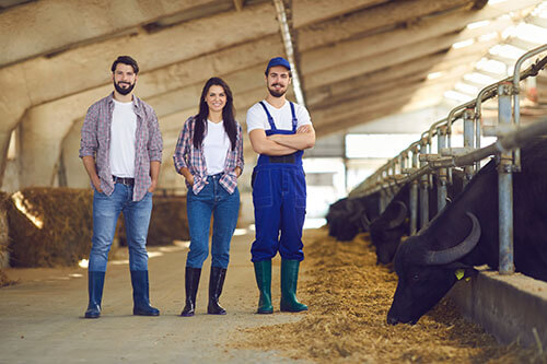 My-Jopportunity - Zwei Arbeiter und eine Arbeiterin im Stall